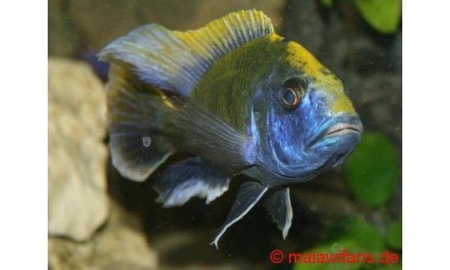 Nimbochromis venustus